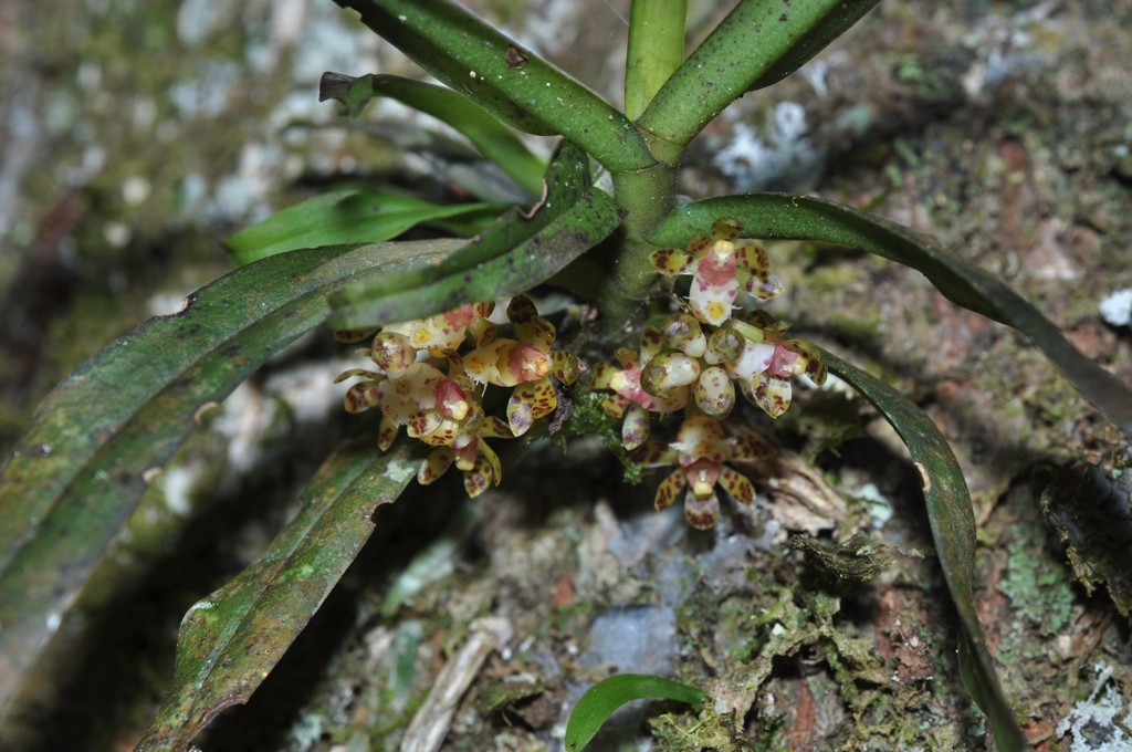 Gastrochilus sororius