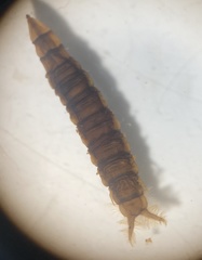 Athericidae