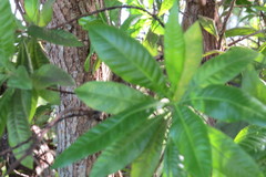 Dodonaea viscosa subsp. viscosa image