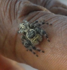 Hyllus