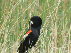 Euplectes progne progne