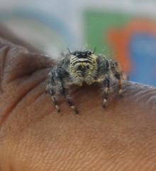 Hyllus