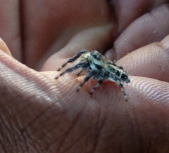 Hyllus