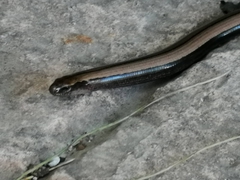 Anguis fragilis