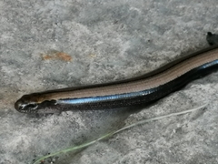 Anguis fragilis