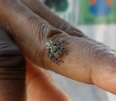 Hyllus