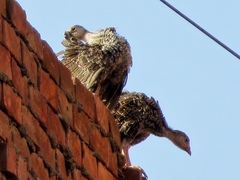 Pavo cristatus