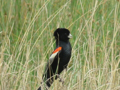 Euplectes progne progne