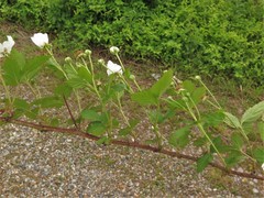 Rubus sons