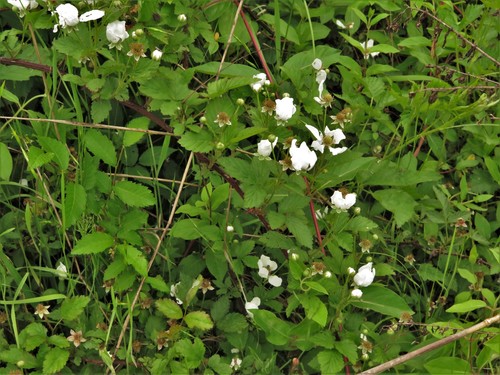 New Orleans dewberry (Rubus sons)