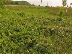 Rubus sons