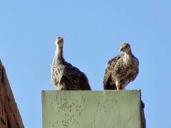 Pavo cristatus