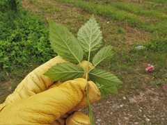Rubus sons