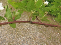 Rubus sons