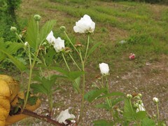 Rubus sons