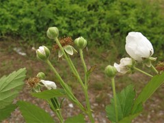 Rubus sons
