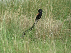 Euplectes progne progne