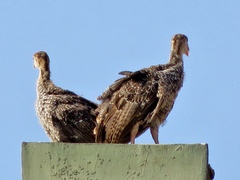 Pavo cristatus