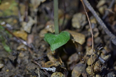 Corybas cheesemanii