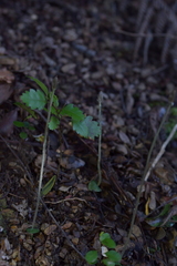 Corybas cheesemanii