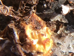 Sphaerobolus stellatus