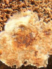 Sphaerobolus stellatus