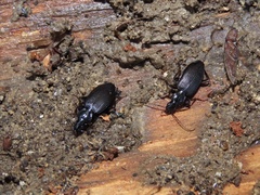 Platynus decentis