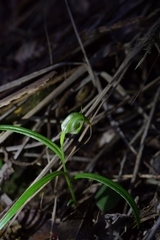 Pterostylis graminea