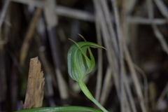 Pterostylis graminea