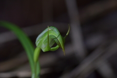 Pterostylis graminea