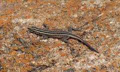 Platysaurus