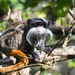 Emperor Tamarin - Photo (c) Cloudtail the Snow Leopard, some rights reserved (CC BY-NC-ND)