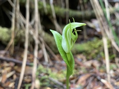 Pterostylis scabrida