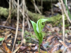 Pterostylis scabrida