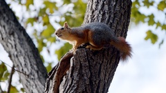 Sciurus anomalus