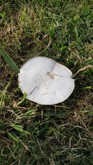 Agaricineae