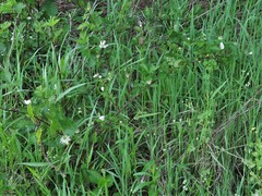 Rubus roribaccus