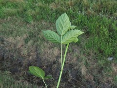 Rubus roribaccus