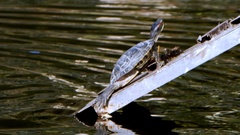 Trachemys scripta elegans