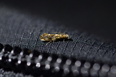 Eschatotypa derogatella