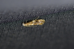 Eschatotypa derogatella