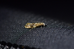 Eschatotypa derogatella