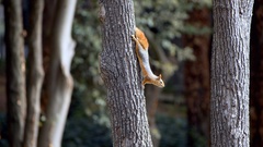 Sciurus anomalus