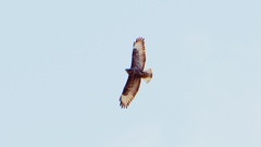 Buteo buteo