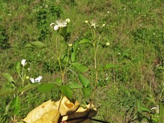 Rubus steelei