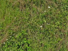 Rubus steelei