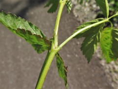 Rubus steelei