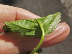 Rubus steelei