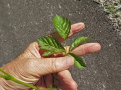 Rubus steelei