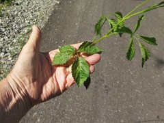 Rubus steelei